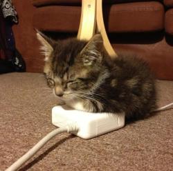 thefingerfuckingfemalefury:  dalisrhinoceros:  thefingerfuckingfemalefury:  Cat: SITTING ON YOUR CHARGER STEALING ALL THE WARMTH  If not for sits, then why is it made of warms?  “Definitely for sits Is a cat heater Is what this is” 