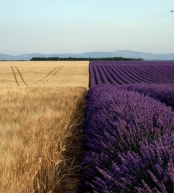 verycoolpics:Very cool looking Field of Wheat next to Lavender 