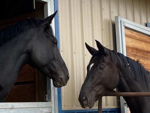 staccatodressage:sisters