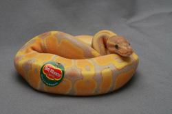 squarlo:  dobies-secret-joffrey-rp-blog:  someone put a sticker on this snake, it is very droll, i enjoy this, a++ i find snakes very cute and this snake is dressed as a fruit thats very cute i enjoy what is happening in this image  No I think it ate