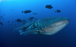 nubbsgalore:  while swimming in isolated waters 300 miles south west of cabo san lucas, mexico, david valencia spotted this thirty five foot female whale shark with a line six inches thick wrapped around her and digging into her skin.  the growth of anemo