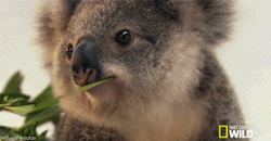 chubby-elephant:  quocwithachance:  pizzaenthusiast:  DID I JUST GET WINKED ATBY A KOALA  *winks back*  most action i’ve had in months    MATT, this is so Michael 😂😂