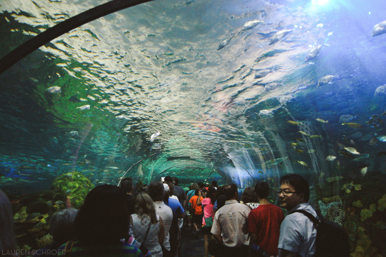 Ripley's Aquarium Toronto