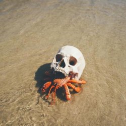rebel-without-a-cunt:  viralthings: Hermit crab using a skull for a shell  Reblog if you support goth crab 