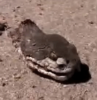 radiopastel:  knifeandlighter:  radiopastel:  sixpenceee:  National Geographic has a video of Thomas Scott cornering the snake and then chopping off its head. But it’s what happens afterward that’s strange. The snake’s head, zombie-like, keeps on