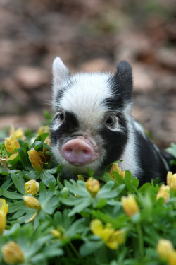 magicalnaturetour:  ..and this little piggy stayed at home. This baby micro pig enjoyed its first steps outside in the spring sunshine at the Little Pig Farm in Christchurch, Cambridgeshire. Picture: GEOFF ROBINSON