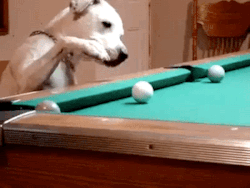 jaidefinichon:  Snooker playing dog.