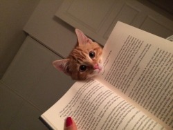 vixyish:catsbeaversandducks:Cats Who Have No Intention Of Letting You Read Your Book&ldquo;Spoiler alert: the main character dies. Now gimme some tuna.&rdquo;(photos via the dodo)The fourth one (guy in orange sweater) is just killing me. The kitten’s