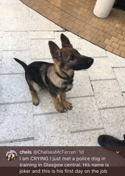dumbass-bitch-disease: tumbledbyturtles:  auntbutch:  babyanimalgifs: This is his Jokers first day on the job, and he’s being such a good boy.  Donald W. Cook is a Los Angeles attorney with decades of experience bringing lawsuits over police dog bites