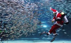 Feeding the hungry masses at Christmas (COEX Aquarium, Seoul)