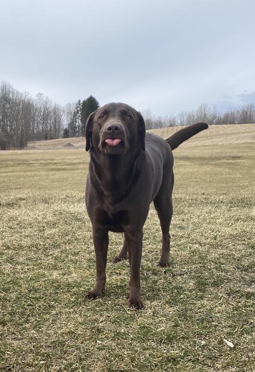 dailyblep:Maybe the best blop I’ve ever captured of my dog