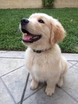 plixar:  hes a happy puppy 