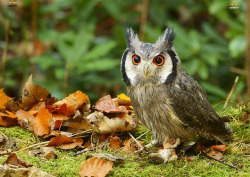 cloudyowl:  Northern White-faced Scops Owl by sarniebill1 