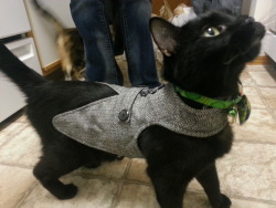 desjardins:  catasters:  &ldquo;I’m so dapper!&rdquo;  I want this So. Much. but my cat would maul me to death before he’d wear it. 