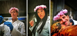 nbchannibal:  Team Sassy Flower Crowns. They do it… for science 