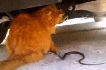 haiku-oezu:  crackervolley:  jdr3ad:  moniquill:  thingsstingshouldsing:  snake  Such fierce. Very battle. Snake: I SHALL VANQUISH THEE, VAST FURRY SNAKE!Cat: wtf are you even doing, tiny tube monster?  OMG ITS SO CUTE I CAN’T  snake don’t remember