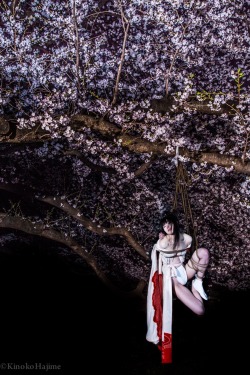 hajimekinoko:  夜桜緊縛:Cherry Blossom Bondage In The Midnight Model:Aika Yoshioka Rope and photo:Kinoko Hajime my hphttp://shibari.jp