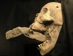 unexplained-events:  The remains of a female ‘vampire’ from 16th-century Venice, buried with a brick in her mouth to prevent her feasting on plague victims. 