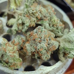 the-captainchronic:  crazy trichome coverage 