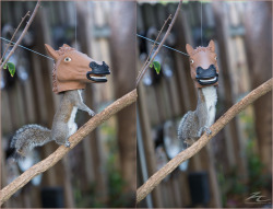 archiemcphee:  The first picture of our Horse Squirrel Feeder in action! Taken by the talented Jim Zielinski. Get your own Horse Head Squirrel Feeder here!  [via zcreative]