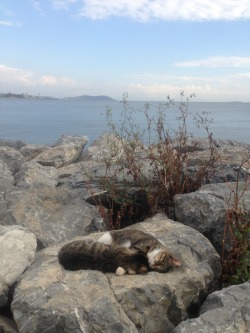 plur-pride:  bluegrassorangesky:   found two kitties cuddling by the sea  this is more romantic than anything i’ve ever done in my life  this is fucking precious