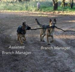 Managerial hierarchy