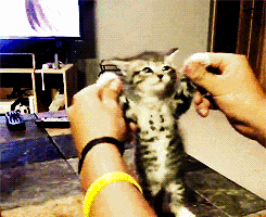 plur-panda:  catseverywhere:  IT’S FRIDAY BITCHES TURN UP  HES SO HAPPY OH MY GOD 