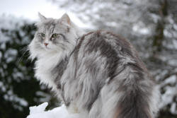 aph-femnorge:  A beautiful picture of a beautiful Norwegian Forest cat. Source 