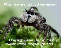 thecutestofthecute:  chronicarus:  Spiders with water droplet hats are something I really needed to know about.  I have a bad phobia of spiders but this is freaking adorable alright 