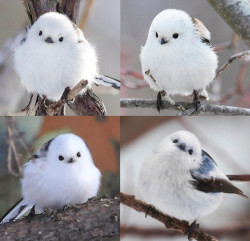 awwww-cute:  This little birdy is a Korean crow-tit and it looks like a fluffy cotton ball with tiny wings (Source: http://ift.tt/2hoOSLf)