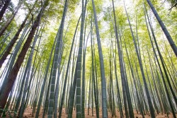 todayintokyo:  gon-iii:  ざわつく竹林風が吹くとわさわさと笹の音がする。  Wind in a bamboo forest is one of the loveliest sounds I’ve heard in Japan. The original text contains a very nice example of Japanese onomatopoeia:  
