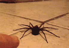 missbonniebunny:  hellish-deer:  ceruleanpineapple:  spiders.  they’re like tiny 8-legged catshow can anyone hate them  Look at these nerds. 