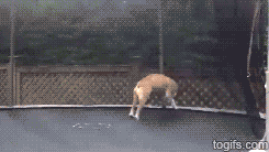 the-absolute-best-gifs:  tastefullyoffensive: Animals Jumping on Trampolines [video] 