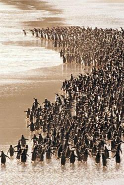 phroyd:  Gentoo penguins heading to sea,  Pygoscelis papua, Falkland Islands  Phroyd  i&rsquo;m so happy right now