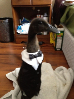 wilwheaton:  This redditor’s duck is wearing a tuxedo. This redditor’s duck is named JEFF. This is Jeff the duck, in his … duxedo.