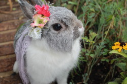 alphaverse:  My bunny Hinata with the flower crown I made her. Cutie &lt;3 Pics by me 