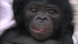 sdzoo:  Hand-raised ape babies graduate to bonobo society circa 2008via YouTube