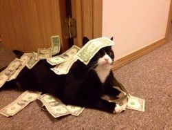 unclefather:  officialsmashmouth:  this is the money cat. she only shows up once every year. reblog the money cat to have your 2015 filled with money  this cat is a better stripper than I am