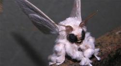 sixpenceee:  spawnofsweeneytodd:  sixpenceee:  This is what a Venezuelan Poodle Moth looks like.  The popular picture that was going around at the time of the discovery was this:  That is a felt model of the Bombyx mori also known as the China silkworm