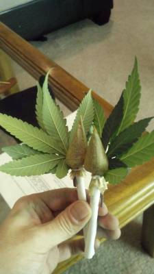 gethigh-andlaughatnothing:  its-weed-time:  My Valentines Bouquet! moar weed  this is fuckin gorgeous 