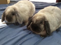 blunderbunn:  poppyandmonty:  Just buns.  These two look like professional loafers.