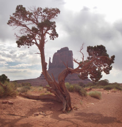 geographilic:  Gnarled tree and East Mitten, Monument Valley Tribal Park, Arizona 