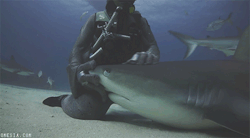 vetmedirl:  castiel-knight-of-hell:  thefingerfuckingfemalefury:  ayellowbirds:  blackumi:  Y u pet me Keep pet me  This always makes me happy, because the source video shows that the shark actually wanted this. It experienced it once and then kept coming