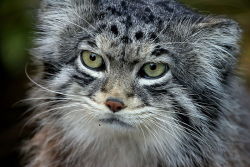 astronomy-to-zoology:  Pallas’s Cat (Octocolobus manul) Also known as the Manul, Pallas’s cat is a small species of wild cat that is native to the grasslands and steppes of Central Asia. Like other wild cats Pallas’s cat is solitary and active in