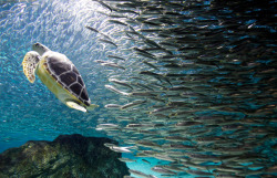 Ahead of the pack (Green Sea Turtle with schooling Sardines)