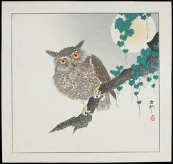 heaveninawildflower: Owl (before 1912). Woodblock print by  Ohara Shōson  (Japanese,  1877 - 1945  ). Published by  Kawaguchi Jirō. Image and text information courtesy MIA. 