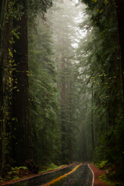 tulipnight:Avenue of The Gaints In The Fog by Gary Kavanagh