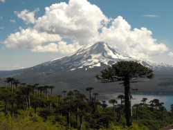 landscapes-of-chile:  Parque Nacional Conguilio, Araucania, Chile. 
