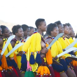   Swazi reed dancers, via dominikform  