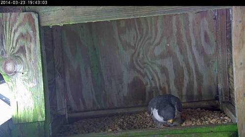 An image of an adult peregrine falcon laying an egg in a nest box
